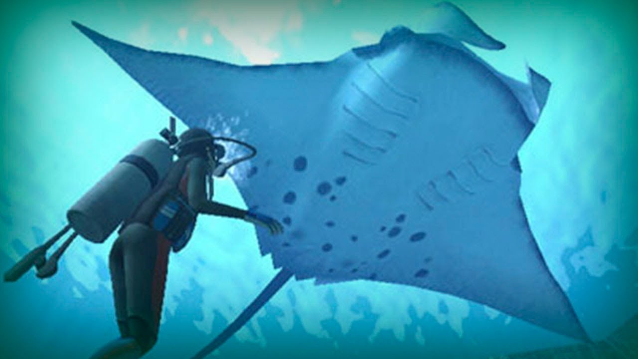 Manta Ray in Pemba Island